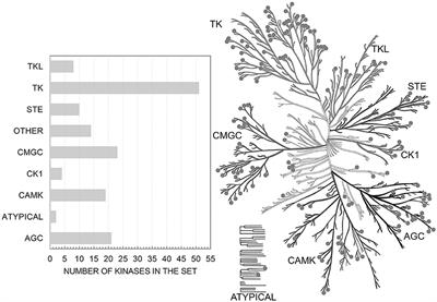 How to Achieve Better Results Using PASS-Based Virtual Screening: Case Study for Kinase Inhibitors